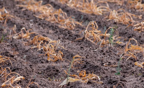 shutterstock_2523849217