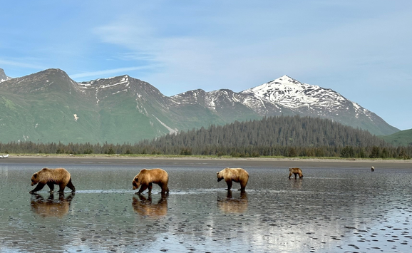 3655919-margaret-walls-grizzlies-in-lake-clark-national-park-alaska