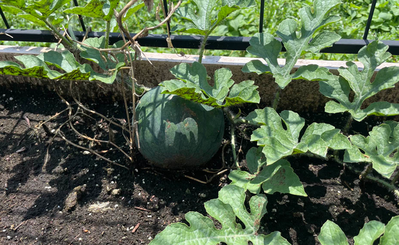 Rooftop garden 09(1)