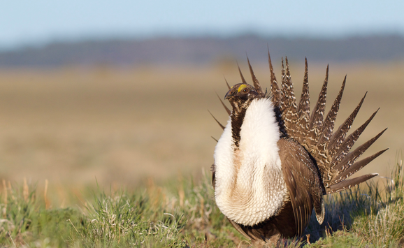 shutterstock_1062544169.png(1)