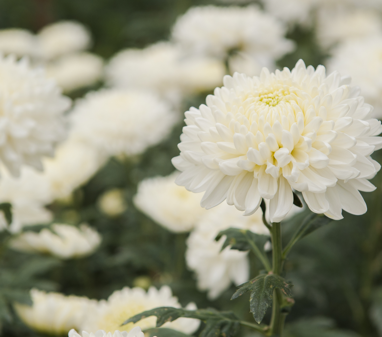 shutterstock_160538441